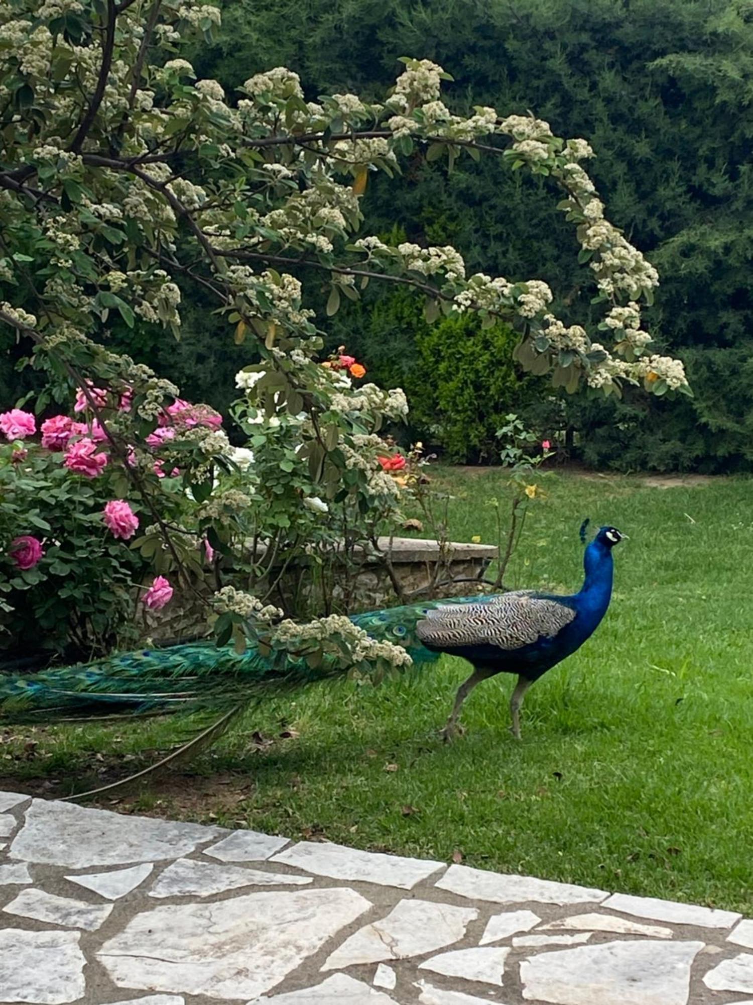 Lavender Farm House Ναύπακτος Εξωτερικό φωτογραφία
