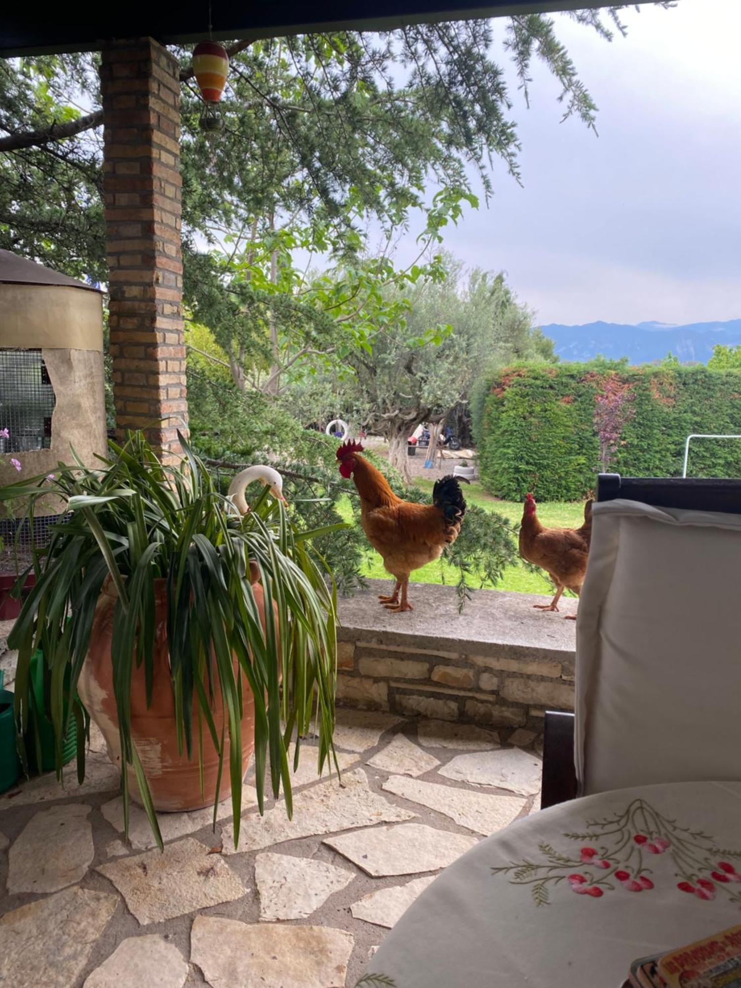 Lavender Farm House Ναύπακτος Εξωτερικό φωτογραφία