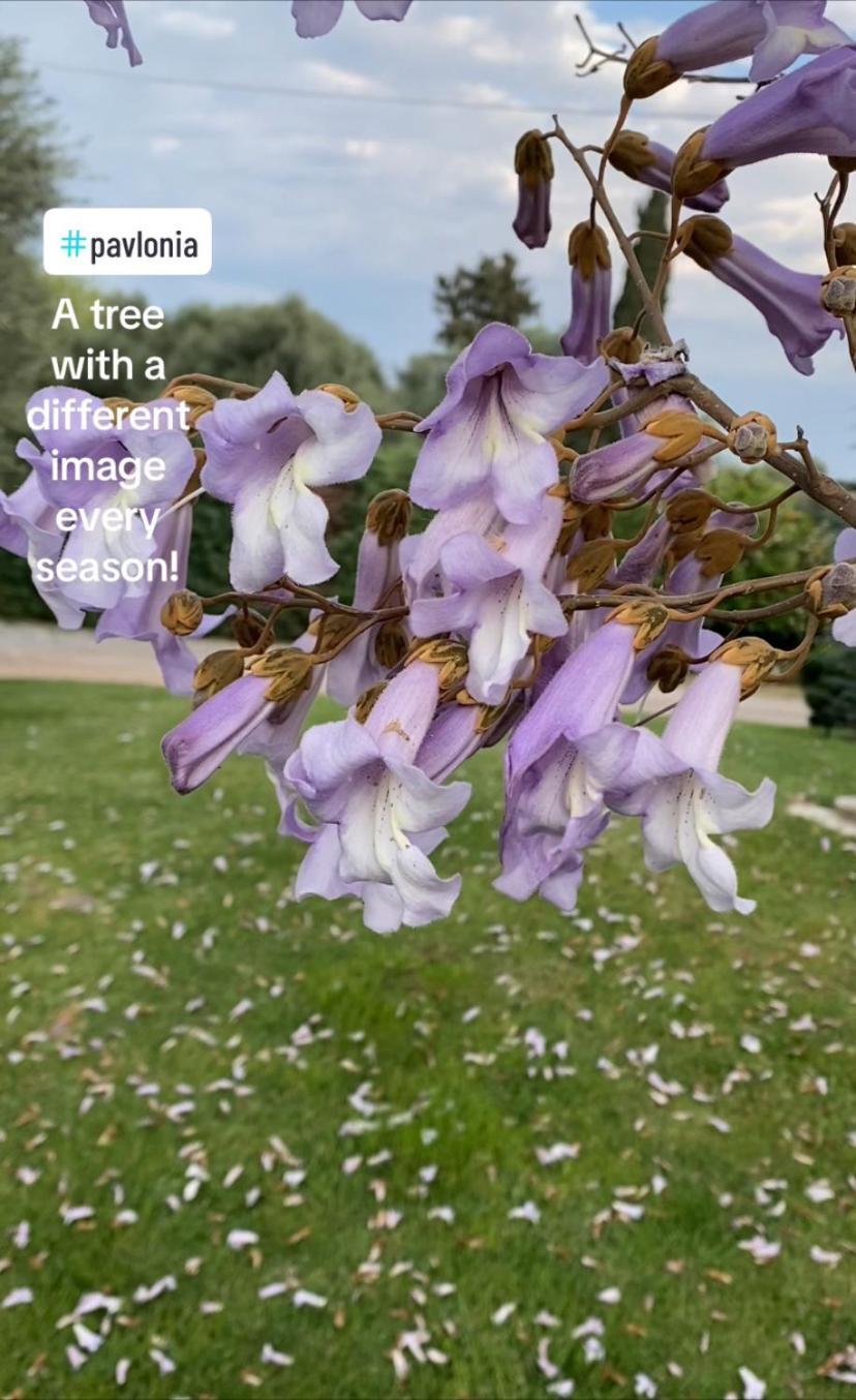 Lavender Farm House Ναύπακτος Εξωτερικό φωτογραφία