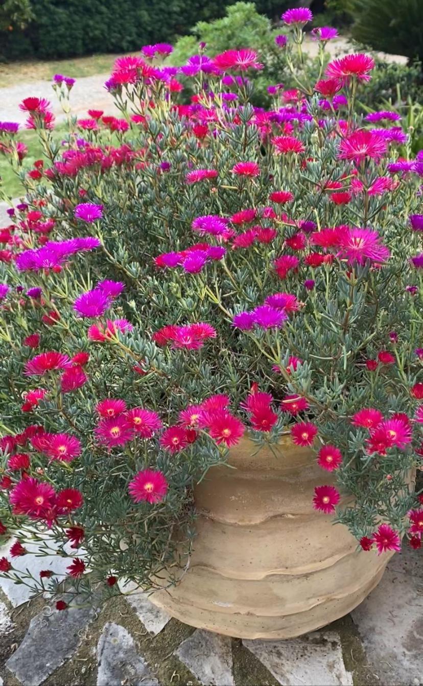 Lavender Farm House Ναύπακτος Εξωτερικό φωτογραφία