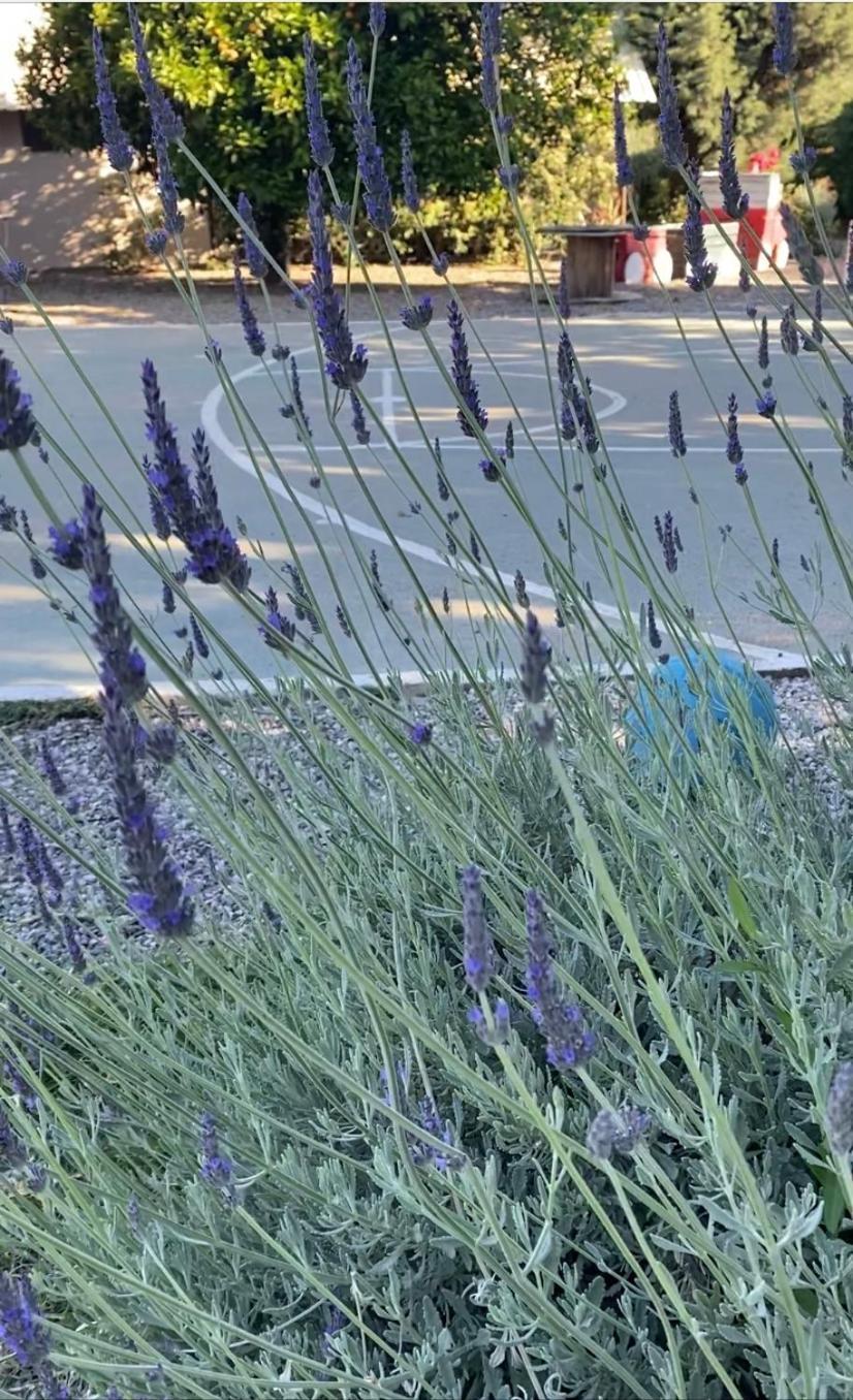 Lavender Farm House Ναύπακτος Εξωτερικό φωτογραφία