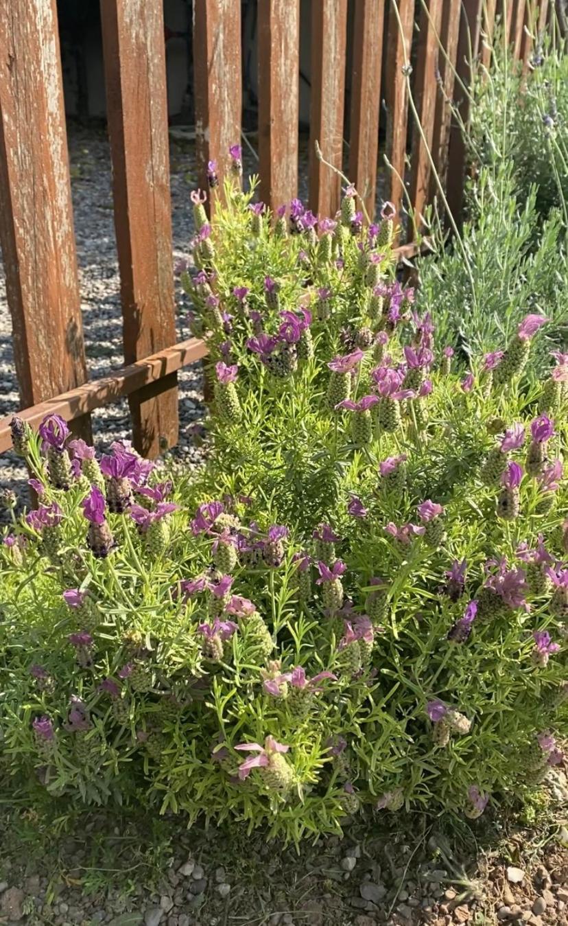 Lavender Farm House Ναύπακτος Εξωτερικό φωτογραφία